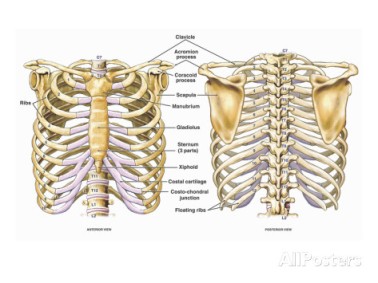 nucleus-medical-art-illustration-of-the-thoracic-chest-and-back-skeletal-anatomy-featuring-the-ribs-sternum